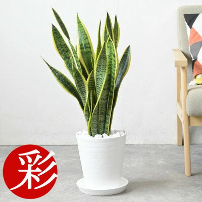 【ふるさと納税】観葉植物 サンスベリア・ローレンティー 7号セラアート鉢 ホワイト【配送不可地域：離島・沖縄県】【1707565】