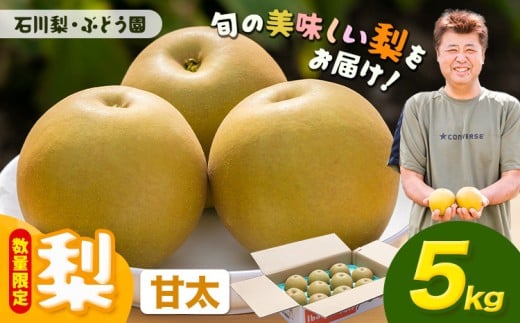 【先行予約・数量限定】梨 約5kg 甘太 石川梨・ぶどう園《9月下旬-10月上旬頃出荷》茨城県 結城市 梨 ナシ なし 果物 フルーツ 甘太 かんた【配送不可地域あり】（離島）
