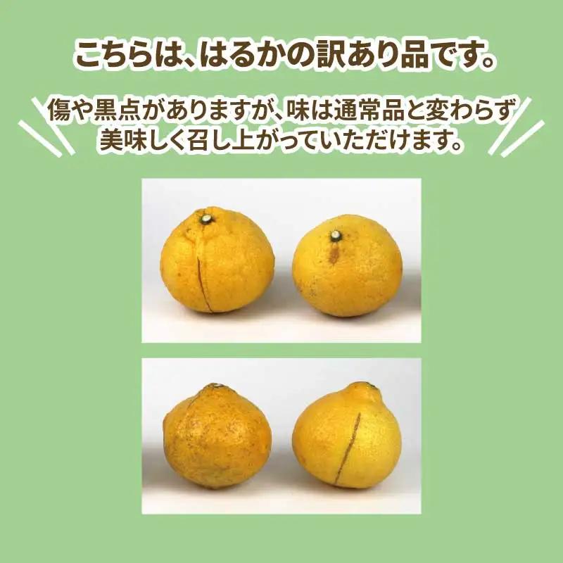 訳あり はるか 約9kg スーパー山田屋 はるか B016-198008