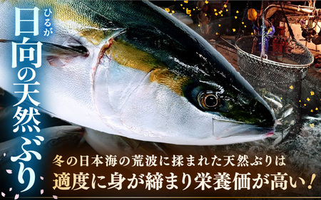 天然 ぶり 特大 ブリアラ（煮付け用）合計 約1.5kg 美浜町日向産【 アラ 】 [m36-a019]