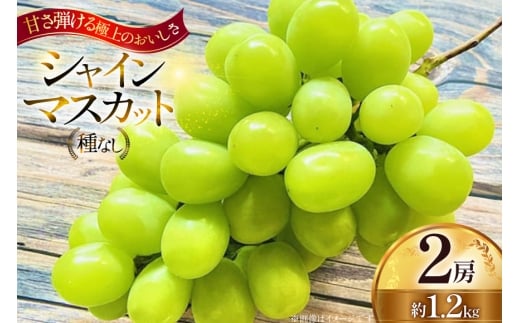 【期間限定発送】 シャインマスカット 2房 約1.2kg [Ｈinataぶどう園 山形県 高畠町 tk06ayt190011] フルーツ 果物 くだもの ぶどう ブドウ 葡萄 種なし 1.2キロ 甘い