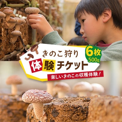 きのこ狩り体験チケット×6枚(500g)【1288606】