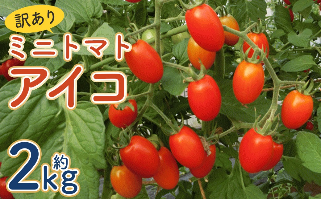 
            【訳あり】ミニトマト『アイコ』約2kg【2025年7月中旬～8月下旬発送予定】／ミニトマト トマト フルーツトマト 野菜  直送 岩手県 二戸市
          