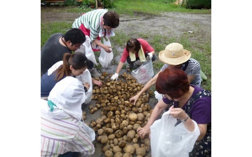 【2026年体験分】じゃがいもの植え付け・芽かき・収穫体験品種（きたあかり）苗いも1㎏　収穫時12㎏～15㎏｜ 体験型返礼品 体験 農業体験 農業 アグリの森 群馬県 前橋市