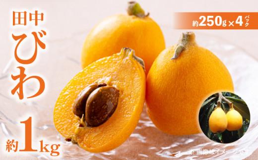 田中びわ 約1kg (約250g×4パック)【2026-6月上旬～2026-7月中旬配送】 372013_T006-156J