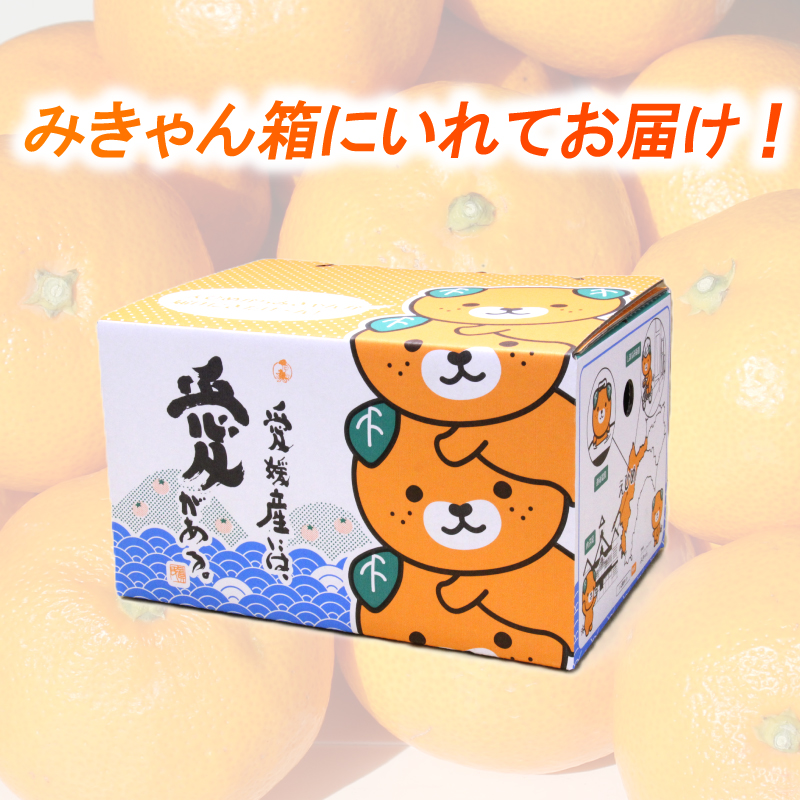 【先行予約】【11月下旬より順次発送】興居島みかん 約3kg（L～Sサイズ） みかん 柑橘 興居島 ごごしま ブランド 愛媛県 松山市