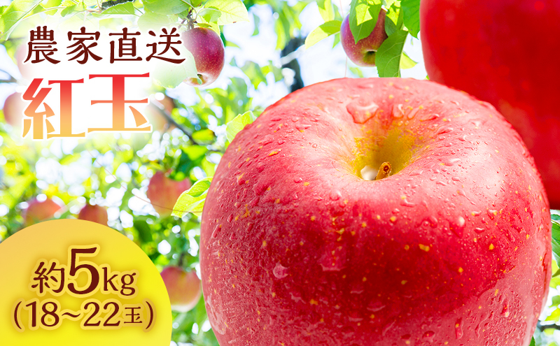 りんご 青森 紅玉 約 5kg (18～22玉) リンゴ サイキチ農園 青森県 鰺ヶ沢町産 フルーツ 果物 贈答用 贈答 ギフト 白神山地 果物類 林檎