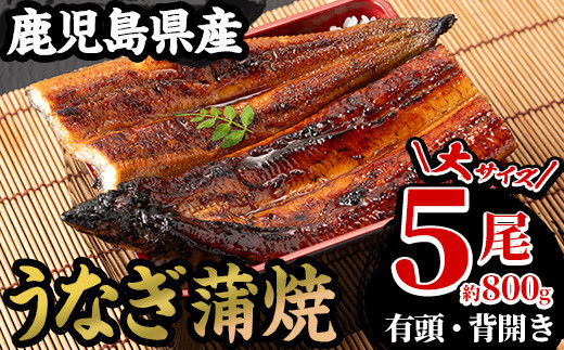 厳選！国産 鹿児島県産 うなぎ 蒲焼 大5尾 合計約800g 鰻養殖生産量日本一 鹿児島県産新仔うなぎ使用 こだわりの地焼き！ 冷凍うなぎ 秘伝のタレ 付き うな重 うな丼 きざみ鰻 うなぎのせいろ蒸し弁当にもオススメ！ 贈答 ギフト にも！【南竹鰻加工】【D-608H】
