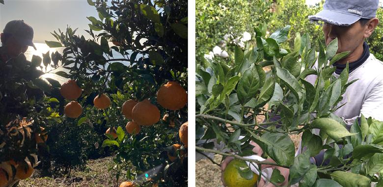 【先行予約】【お試し！】Saito Orange Farmの不知火2kg ※離島への配送不可（2026年2月下旬頃より順次発送） 【ふるさと納税 人気 おすすめ ランキング みかん ミカン 蜜柑 柑橘
