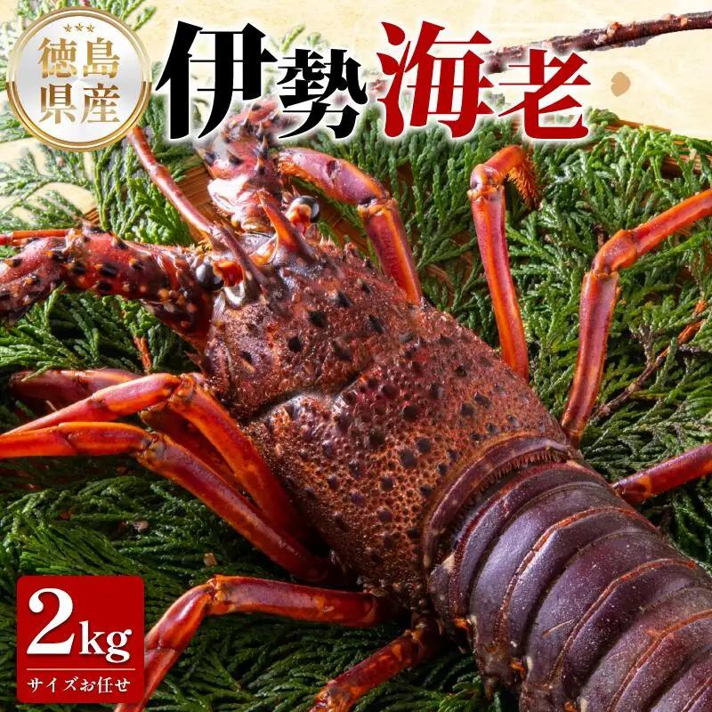 【 伊勢海老 】 伊勢海老 2kg おまかせ