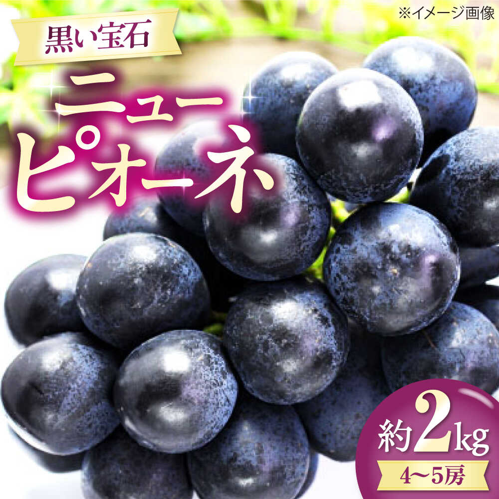 【ふるさと納税】【先行予約】【2026年8月中旬から9月中旬にかけて順次発送】 ニューピオーネ 4から5房 約2kg 愛媛県大洲市/有限会社西山青果　フルーツ 果物 ぶどう ピオーネ[AGAR024] ぶどう スイーツ 果物 フルーツ 手作り 甘い 果物 ニューピオーネ 4房 5房 デザート