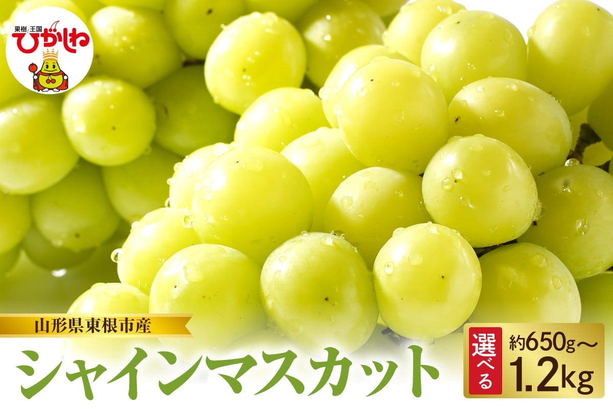 
                  【2026年産　先行予約】山形県東根市産　シャインマスカット　（選べる内容量：約650g / 約850g / 約1kg / 約1.2kg )
                