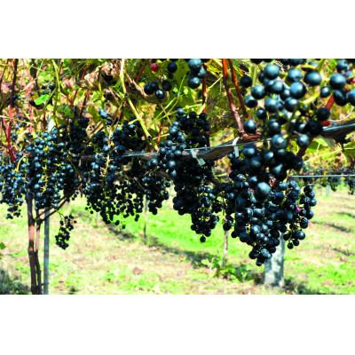 ふるさと納税 音更町 ワイン　オトプケ浪漫山幸2024 |  | 01