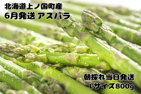 【2026年6月発送】北海道上ノ国町 寅福菜園の6月限定アスパラ　L（800g）　グリーンアスパラ　朝採れ　農家直送　新鮮　甘い　春野菜　旬野菜　特産品　北海道産 
