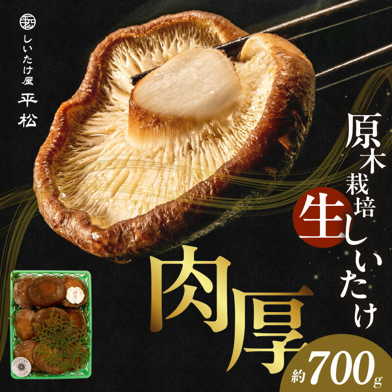 【ふるさと納税】＼季節限定／ 愛知県 知多市産 原木生椎茸【どんこ】約 700g 生しいたけ 希少 肉厚 しいたけ 秋 旬 秋の味覚 香信しいたけ どんこしいたけ 原木露地栽培 無農薬 栽培 平松 贈答品 希少 特産品《 2025年11月下旬から順次発送予定》送料無料