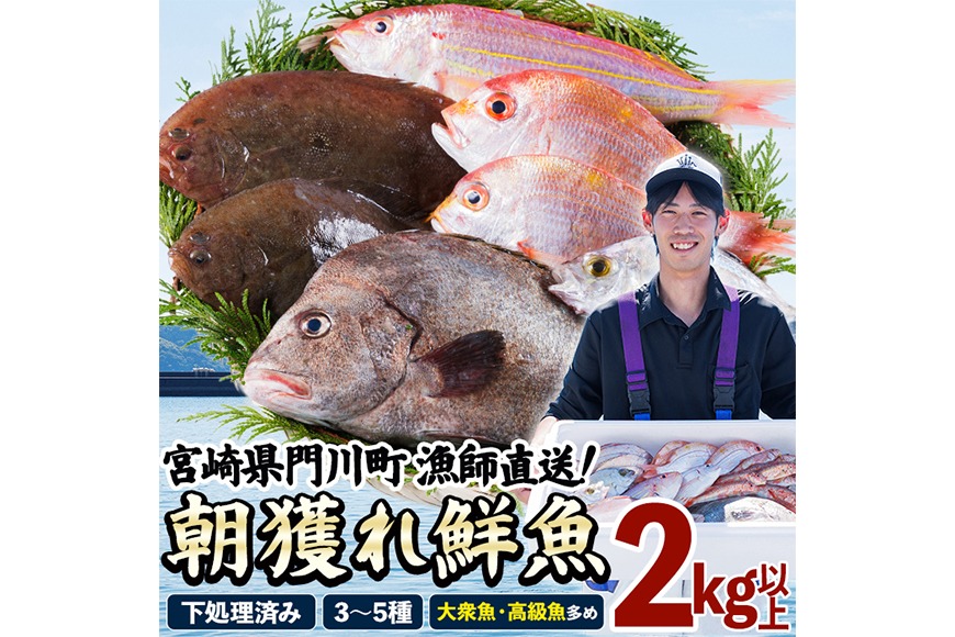 【北海道・離島配送不可】漁師直送！朝獲れ 季節の 鮮魚 詰め合わせ (上) (合計2kg以上・3～5種) 下処理済み 大衆魚 高級魚 未利用魚 冷蔵 BOX ボックス イカ 鯛 海鮮 魚介 食べ比べ 詰合せ 宮崎県産 【O-11】【門川漁業協同組合】