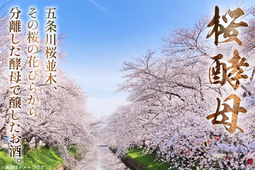 勲碧 純米吟醸 桜酵母 五条川桜 720ml 1本