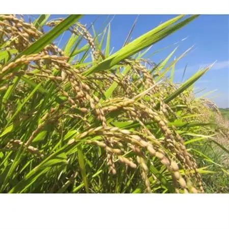 【千葉県佐倉市産コシヒカリ】新左衛門のお米(精米)5kg×1袋・3kg×1袋_ 精米 米    コシヒカリ 米 こしひかり_【1298159】