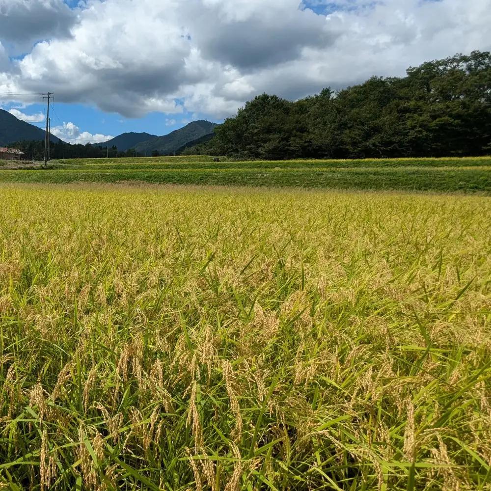 1083.令和7年産　原田農園きぬむすめ精米　10kg