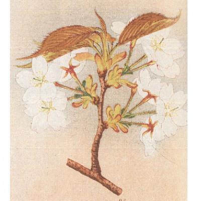 ふるさと納税 桜川市 「桜川七宝」より青毛桜の七宝ペンダント |  | 03