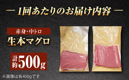 【全12回定期便】五島列島産養殖生本かみマグロ 赤身 中トロ 計約500g[RBP031] 本マグロ 本まぐろ 本鮪 本マグロ 本まぐろ 本鮪 本マグロ 本まぐろ 本鮪九州 長崎