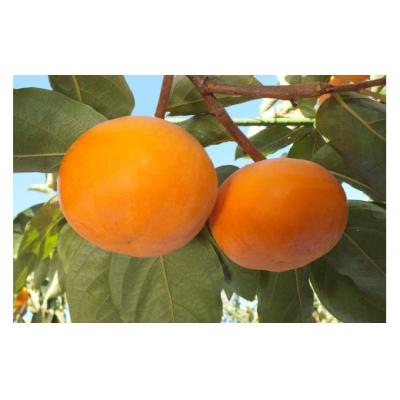 ふるさと納税 米子市 鳥取県産柿「輝太郎柿」きたろうかき　3kg |  | 02