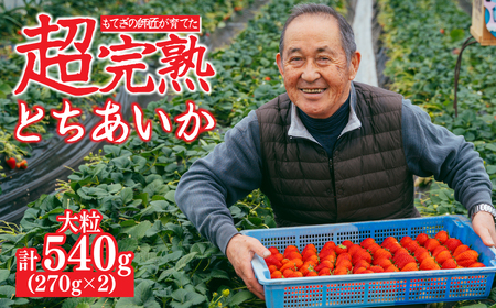いちご【3月以降発送】朝採れとちあいか 大粒 約270g × 2パック 合計約540g|イチゴ いちご