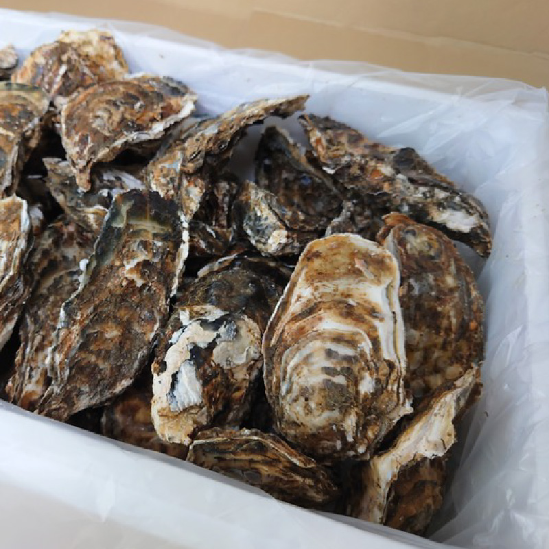 【予約：2024年11月上旬から順次発送】サロマ湖産 殻付き2年牡蠣 3kg サイズ不揃い ※牡蠣ナイフ付 ( カキ かき 3キロ 魚介 海鮮 貝 ふるさと納税 BBQ バーベキュー )【113-00