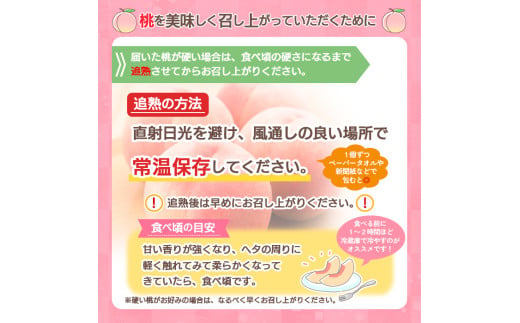 山形産 白桃  [柔らかくなる桃] 2.5kg(7～10玉) 秀品 品種おまかせ 【令和8年産先行予約】FS25-603