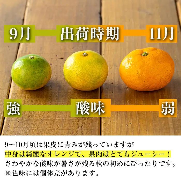 【先行予約】 いずみ産 竹ん子山 早生みかん 約5kg 【イーサイドライン】 i1178
