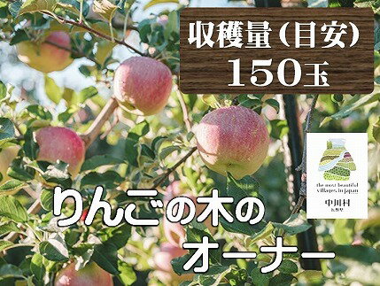 【ふるさと納税】2025年収穫予定りんごの木のオーナー権