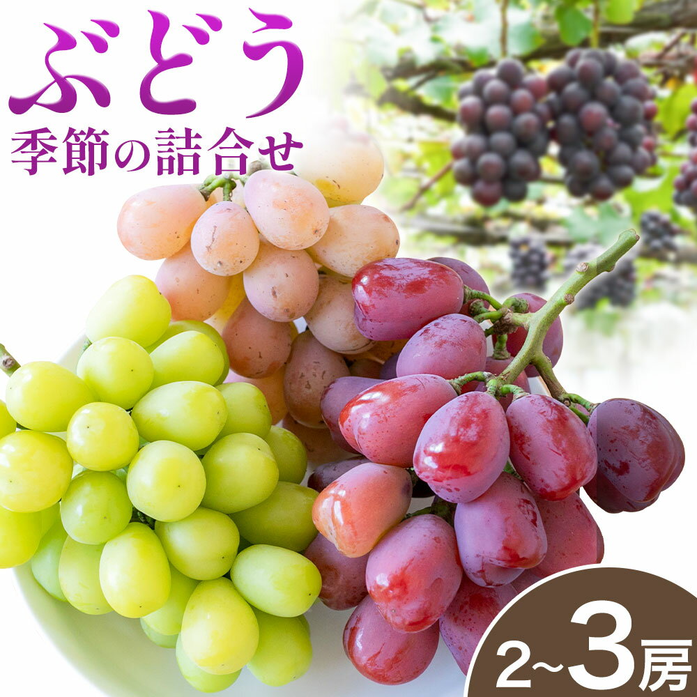 【ふるさと納税】会沢巨峰ぶどう園 ぶどう季節の詰め合わせ 選べる 2房 3房《9月上旬-9月下旬頃出荷》茨城県 結城市 果物 くだもの ぶどう 巨峰 シャインマスカット クイーンニーナ ピオーネ 詰め合わせ 種なし
