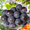 【ふるさと納税】オーロラブラック 選べる 約1kg(2房) 約2kg(4-5房) 約4kg(6-10房) Kazu Farm《8月下旬-10月中旬頃出荷》 岡山県 浅口市 岡山県産 ぶどう 葡萄 フルーツ 果物 くだもの 送料無料