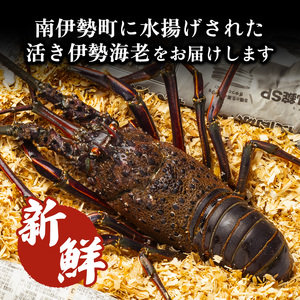 活き　伊勢海老Ｂコース　2～4尾（約800～850g）　山庄水産／　伊勢えび　エビ　海老　伊勢志摩産