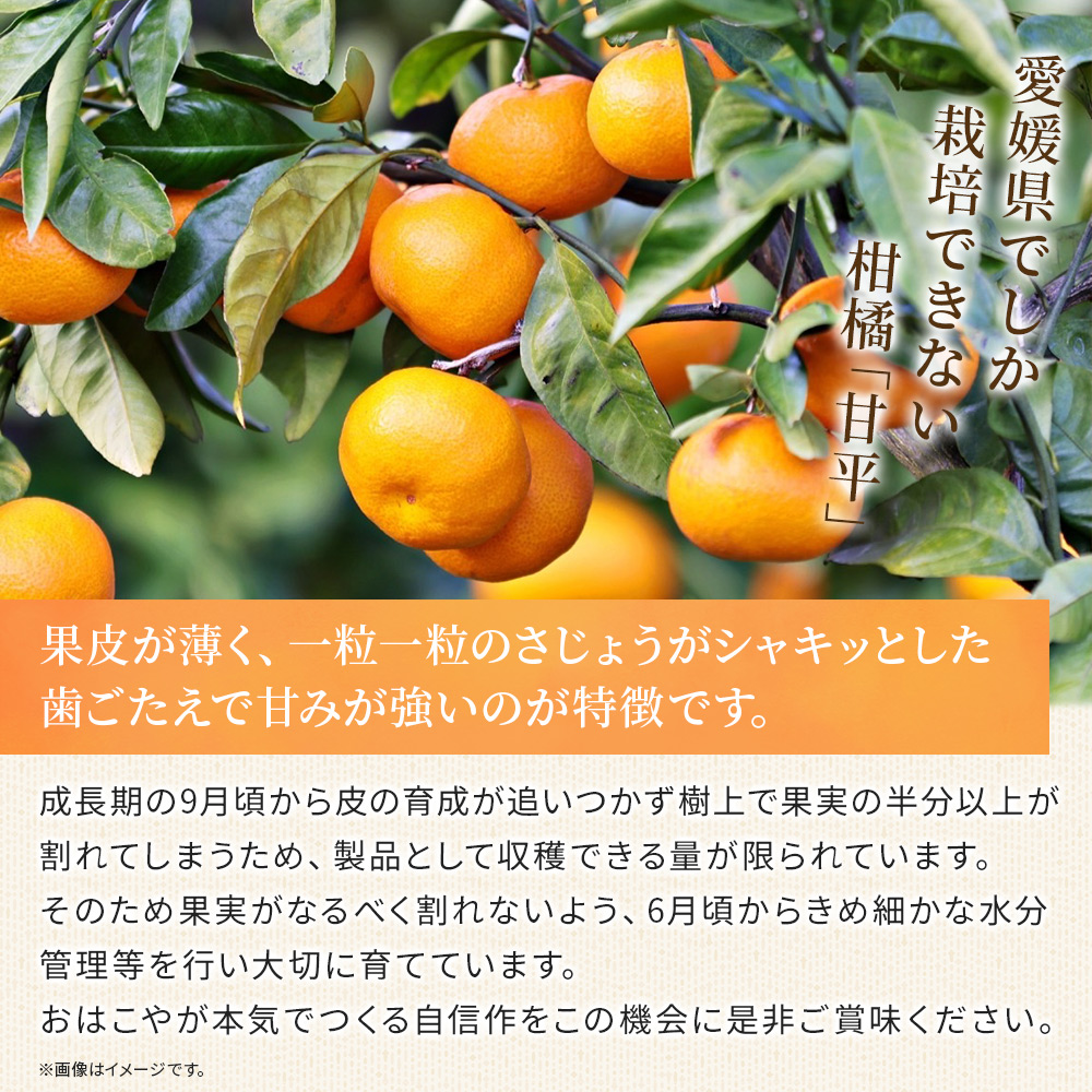 ＜おはこやがつくる 甘平 約2kg（L～3Lサイズ）＞ 果物 フルーツ 柑橘類 かんぺい カンペイ オレンジ みかん ミカン サイズ混合 おいしい 甘い 愛媛限定栽培 特産品 産地直送 西宇和 愛媛県