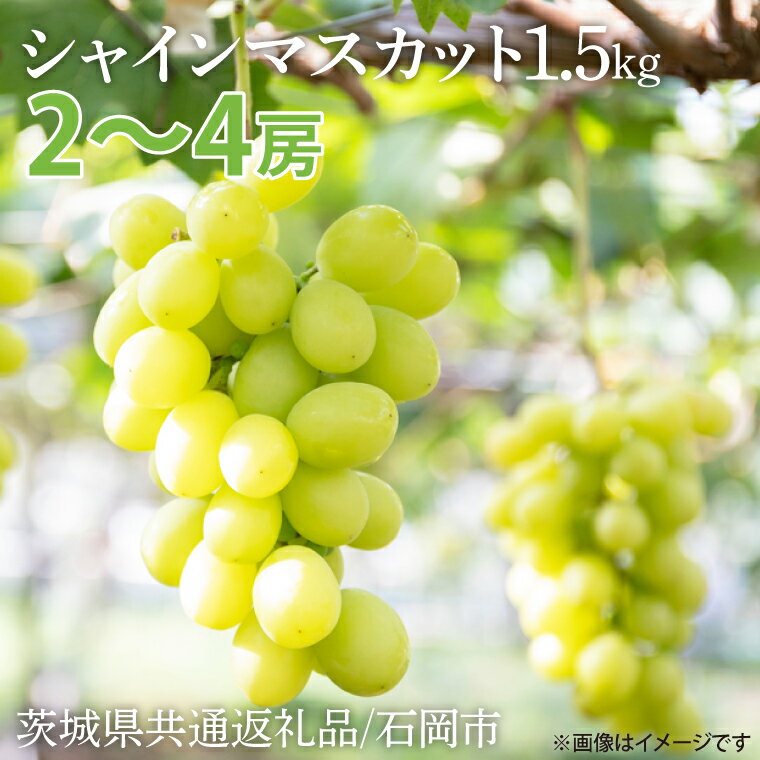 【ふるさと納税】【数量限定】2025年9月発送】シャインマスカット 約1.5kg【茨城県共通返礼品/石岡市】【水戸市 茨城県 シャインマスカット マスカット ブドウ ぶどう 葡萄 フルーツ 果物 甘い】（IU-8）