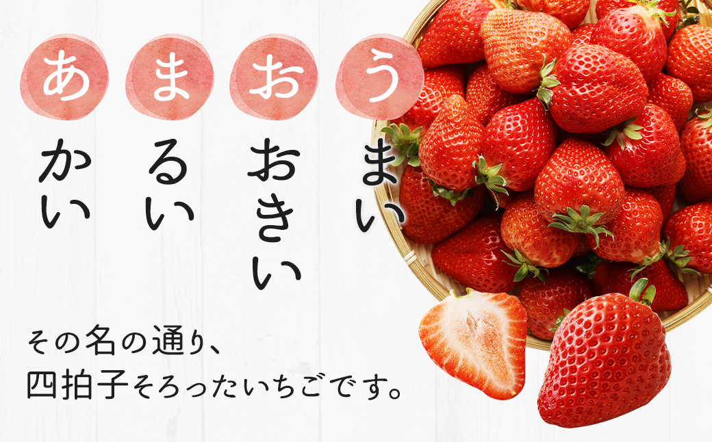 【3回定期便】【先行予約】あまおう 等級DX 約560g 約280g×2パック いちご 苺 果物 フルーツ【2025年1月上旬～2025年3月下旬発送予定】