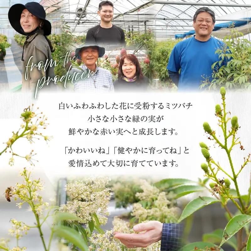 先行予約 数量限定 希少 国産 綾 生ライチ 2箱セット 2種類（化粧箱入り）果物 フルーツ くだもの 国産ライチ 2027年 トロピカルフルーツ 南国フルーツ 冷蔵 ジューシー 高級 デザート ギフ
