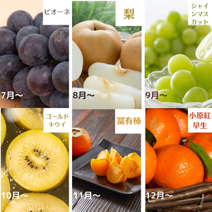 フルーツ定期便 苺 せとか デコポン 八朔 びわ 桃 フルーツ定期便【12ヶ月連続】