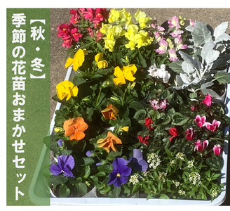 【9月以降順次発送】季節の花苗おまかせセット