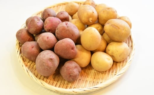 【先行予約：2026年11月中旬頃より順次発送】和らぎ農法 ほっこり便 じゃがいも 秋じゃが編 2.5kg（栽培期間中、農薬・化学肥料・動物性堆肥不使用）/ じゃがいも セット 食べ比べ 新鮮 野菜 旬 ジャガイモ 根菜 野菜 イモ / 滋賀県 栗東市 / ワダケン リアルソイルハウス [BIBM011]