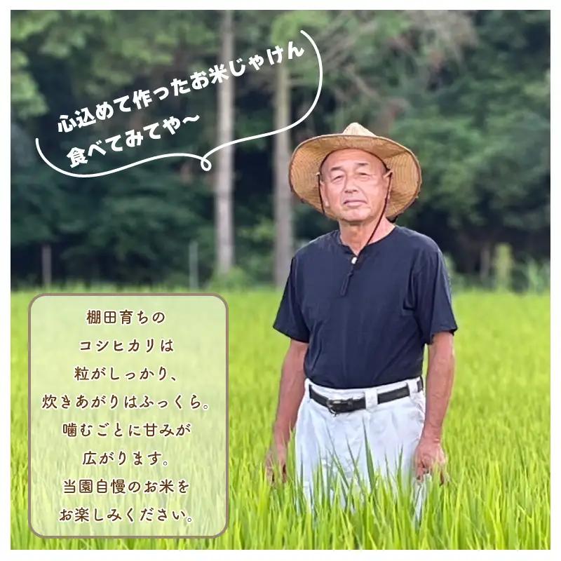 お米 コシヒカリ 5kg 定期便3回 令和8年産 【 米 】