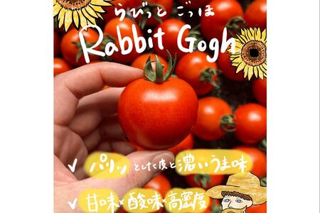 北海道壮瞥町産 ラビットゴッホ2kg 中玉トマト SBTAJ003