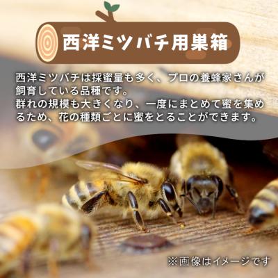 ふるさと納税 東白川村 東白川村 西洋ミツバチ用 飼育箱 |  | 01