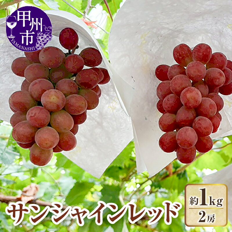 【ふるさと納税】 サンシャインレッド 2026年 先行予約 2房 約1kg 期間限定 数量限定 赤系ぶどう 新品種 ルビー色 9月 10月 発送 大粒 芳醇 希少 冷蔵 葡萄 ブドウ ぶどう 果物 フルーツ 山梨県 甲州市 （KFT） 【C-1812】
