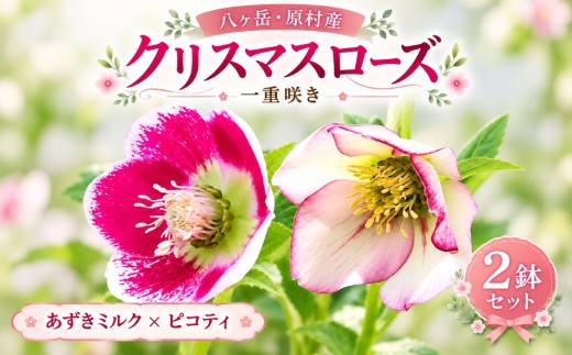 八ヶ岳・原村産　クリスマスローズ（一重咲き）2鉢セット 【あずきミルク×ピコティ】 | クリスマスローズ 花苗 鉢植え 鉢花 信州 八ヶ岳 長野県 諏訪郡 原村