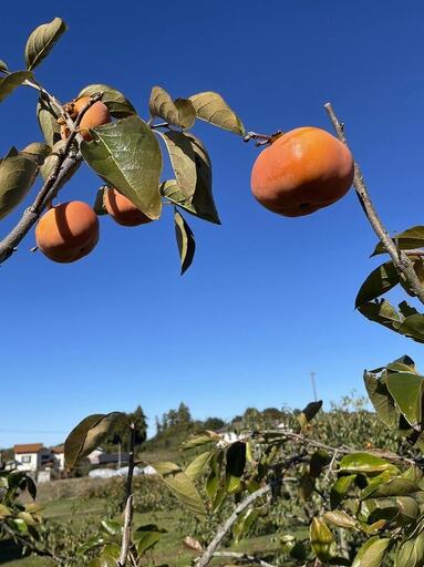 ＜先行受付＞次郎柿　約4kg【2026年11月上旬以降順次発送】