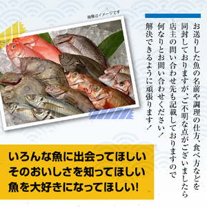 【10ヶ月定期便/下処理済】お試し 三陸海の恵み 詰め合わせ (1回あたりのお届け目安：1～2人用)【 鮮魚セット 鮮魚 三陸産 海鮮 新鮮 お刺身 産地直送 おさかな お魚 旬 人気 お手軽 】