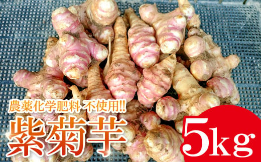 
農薬化学肥料不使用の紫菊芋　5kg【菊芋 野菜 紫菊芋 芋 赤菊芋 農薬不使用 化学肥料不使用 季節限定 期間限定 数量限定 島根県 大田市】
