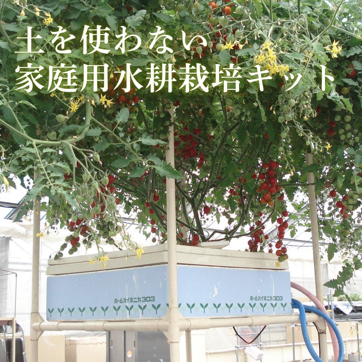 
                  〈本格水耕栽培〉ホームハイポニカ303《最大容量50L》トマト栽培キット 家庭菜園 室内栽培 水耕栽培装置 野菜栽培セット 兵庫県丹波篠山市
                